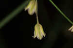 Garden asparagus